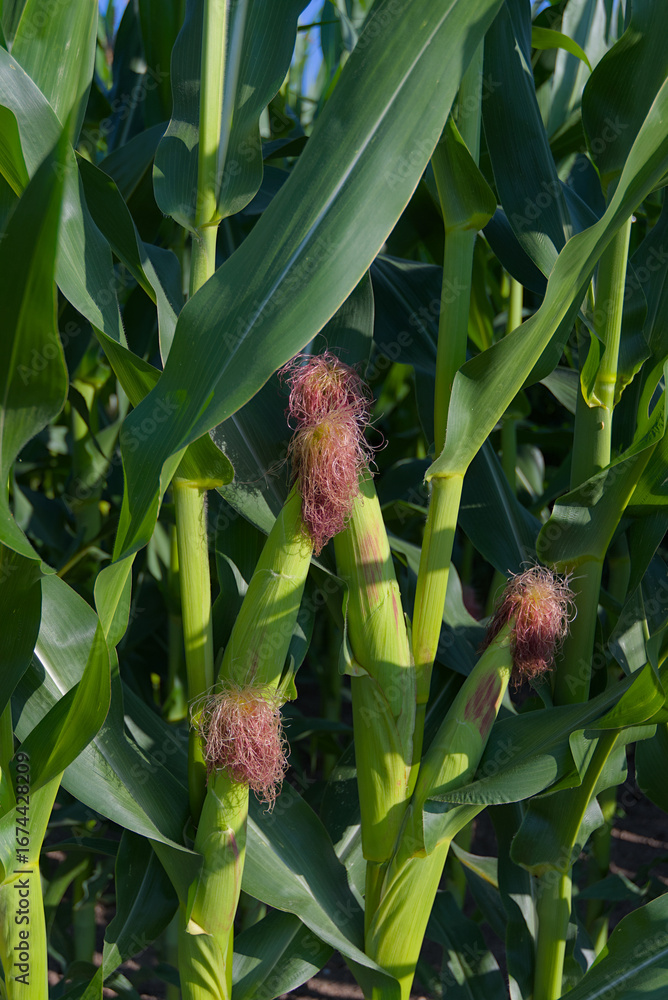Obraz premium Close-up of green corn stalks with silk emerging from the top of the ears in a sunny outdoor setting.
