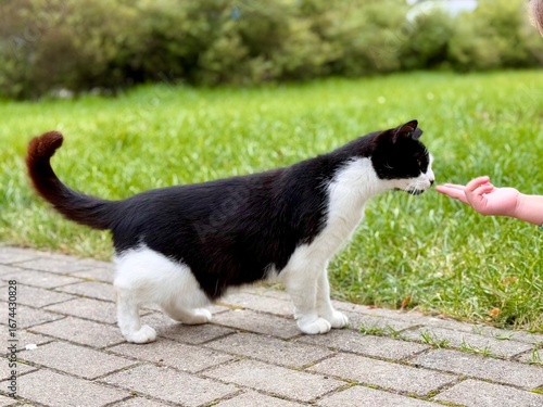 Fotografie Curious black and white cat sniffing a human hand on a garden path near green grass