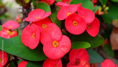 Close-up of vibrant red flowers (1)