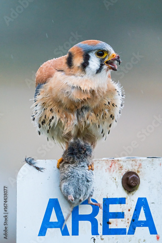 American Kestrel with vole in it's talons.