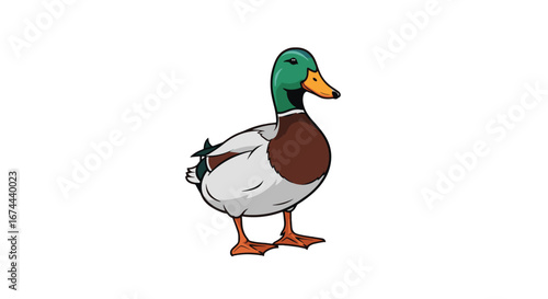 Illustration of a mallard duck with green head brown chest and gray body standing on orange feet