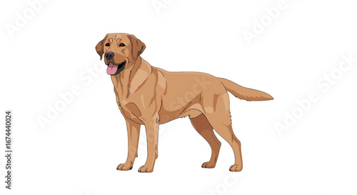 Illustration of a golden labrador retriever standing with its mouth open on a white background plain vector