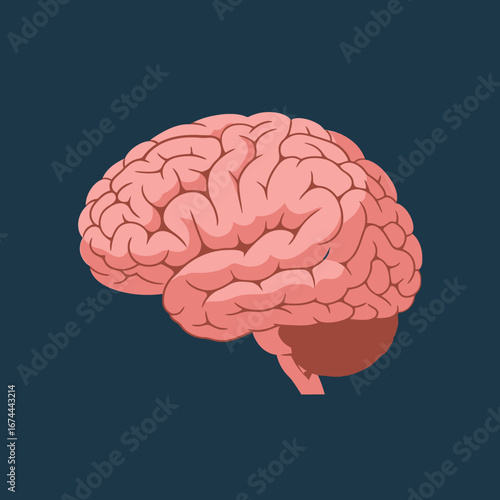 Flat Brain Lobes Diagram in Minimal Colors for Educational Purposes
