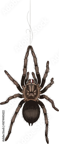Tarantula spider hangs from a silk thread against a clean white background view