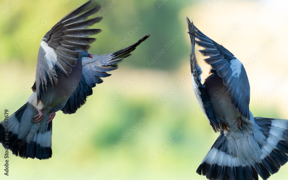 Obraz premium Common wood pigeon or Columba palumbus in air in combat or fighting.
