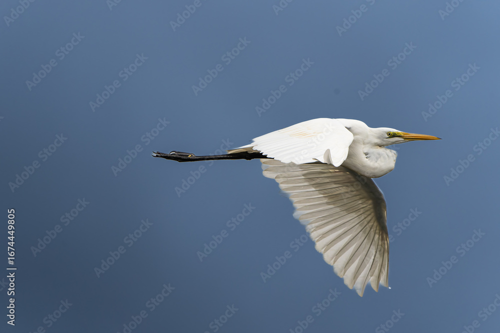 Obraz premium Great Egret or Ardea alba in flight