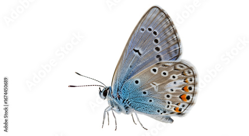 Blue Butterfly Close Up Delicate Wing Pattern Nature Wildlife Insect Macro Photography Isolated Background