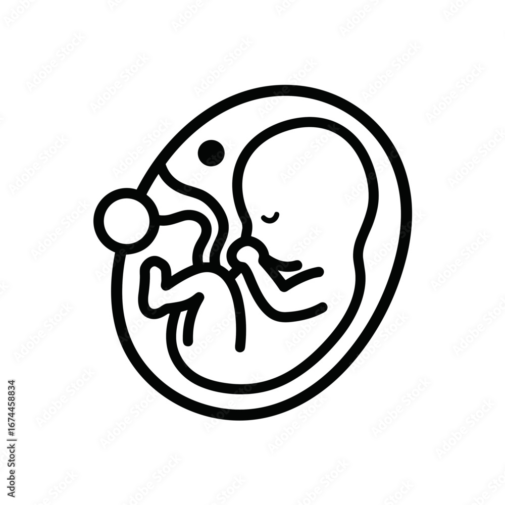 Fototapeta premium Embryo in a womb outline showing development in early pregnancy 