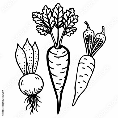 vector illustration of vegetables