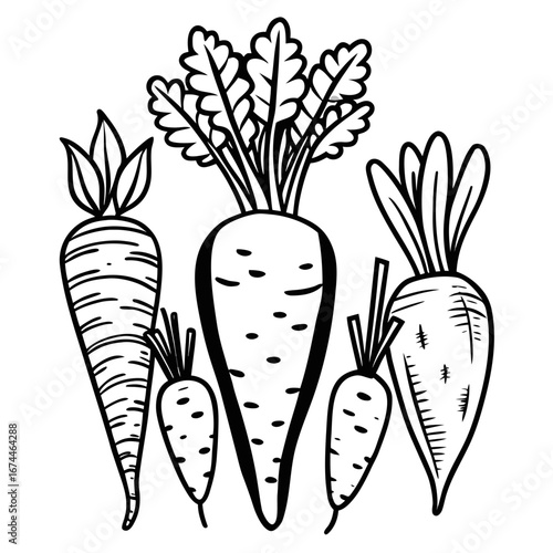 carrots vector illustration