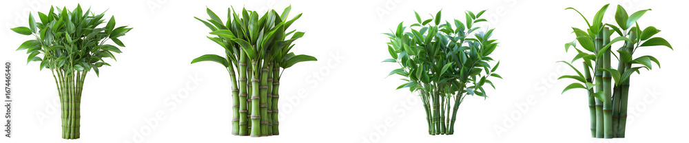 Fototapeta premium Four lucky bamboo plants with green stalks and leaves, isolated on transparent background