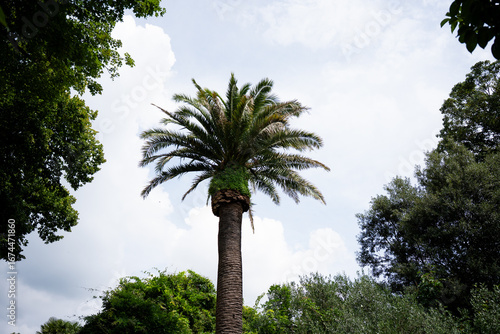 palm tree on a sky background