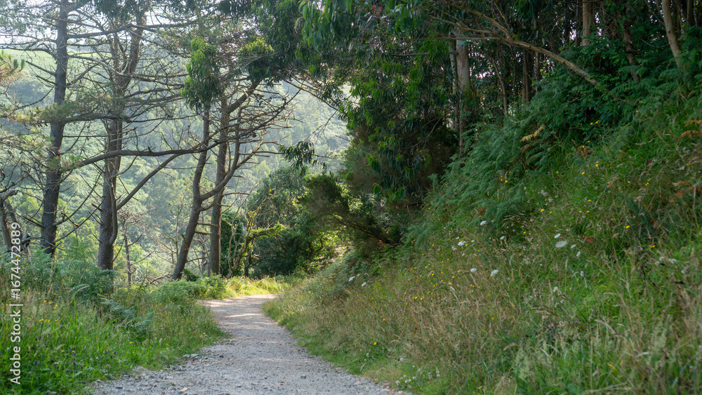 Obraz premium Sendero rural entre frondosos árboles verdes