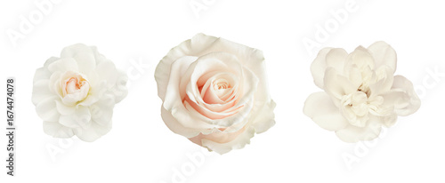 Set of white rose flowers i...
