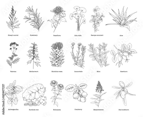 Collection of medicinal herbs and plants, botanical line drawing, vector floral line art illustration for site, logo, advertising, packaging