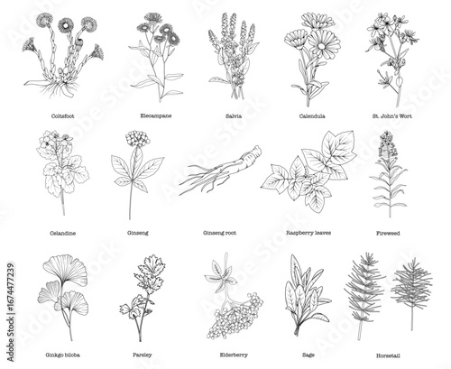 Collection of medicinal herbs and plants, botanical line drawing, vector floral line art illustration for site, logo, advertising, packaging