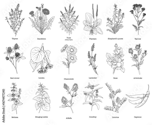 Collection of medicinal herbs and plants, botanical line drawing, vector floral line art illustration for site, logo, advertising, packaging