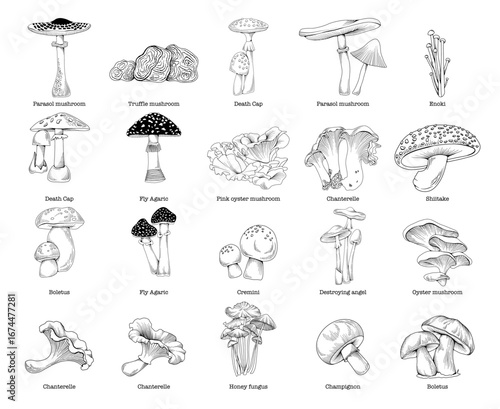 Collection of mushrooms, botanical line drawing, vector line art illustration for logo, advertising, packaging
