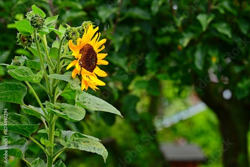 beautiful flowering sunflower in summer