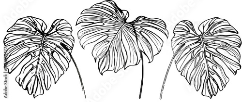 Three Black and White Monstera Deliciosa Leaves Line Art Illustration