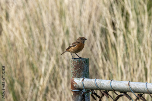 Photography Female European Stonechat (Saxicola rubicola), common in coastal scrub and heath