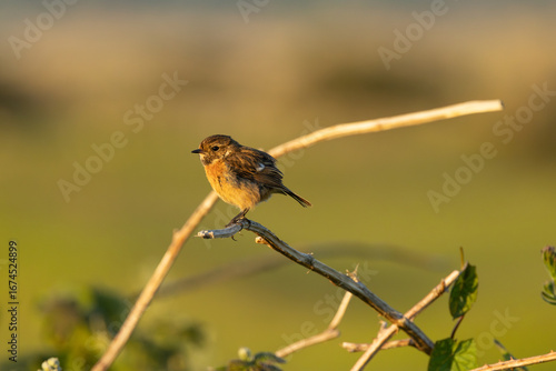 Canvas Print Female European Stonechat (Saxicola rubicola), common in coastal scrub and heath
