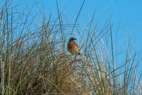Canvas Print Female European Stonechat (Saxicola rubicola), common in coastal scrub and heath