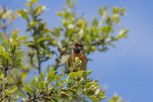 Photography Female European Stonechat (Saxicola rubicola), common in coastal scrub and heath