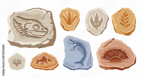 Fossil Collection: Ancient Animal & Plant Fossils in Stone