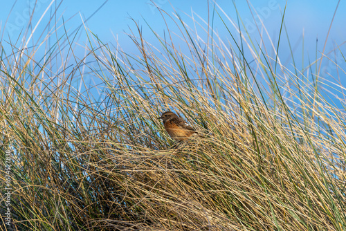 Photography Female European Stonechat (Saxicola rubicola), common in coastal scrub and heath