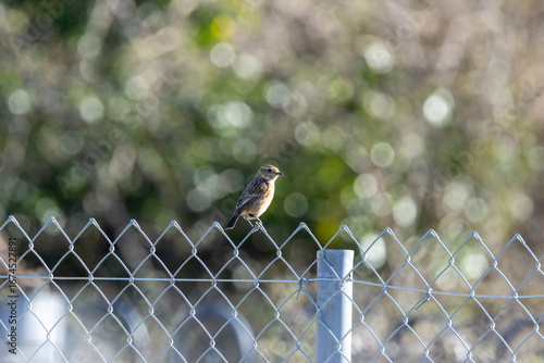 Photography Female European Stonechat (Saxicola rubicola), common in coastal scrub and heath