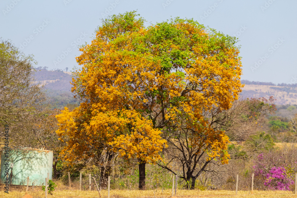 Naklejka premium Uma linda árvore frondosa, cheia de flores amarelas, em paisagem no cerrado goiano. Platymiscium pubescens.