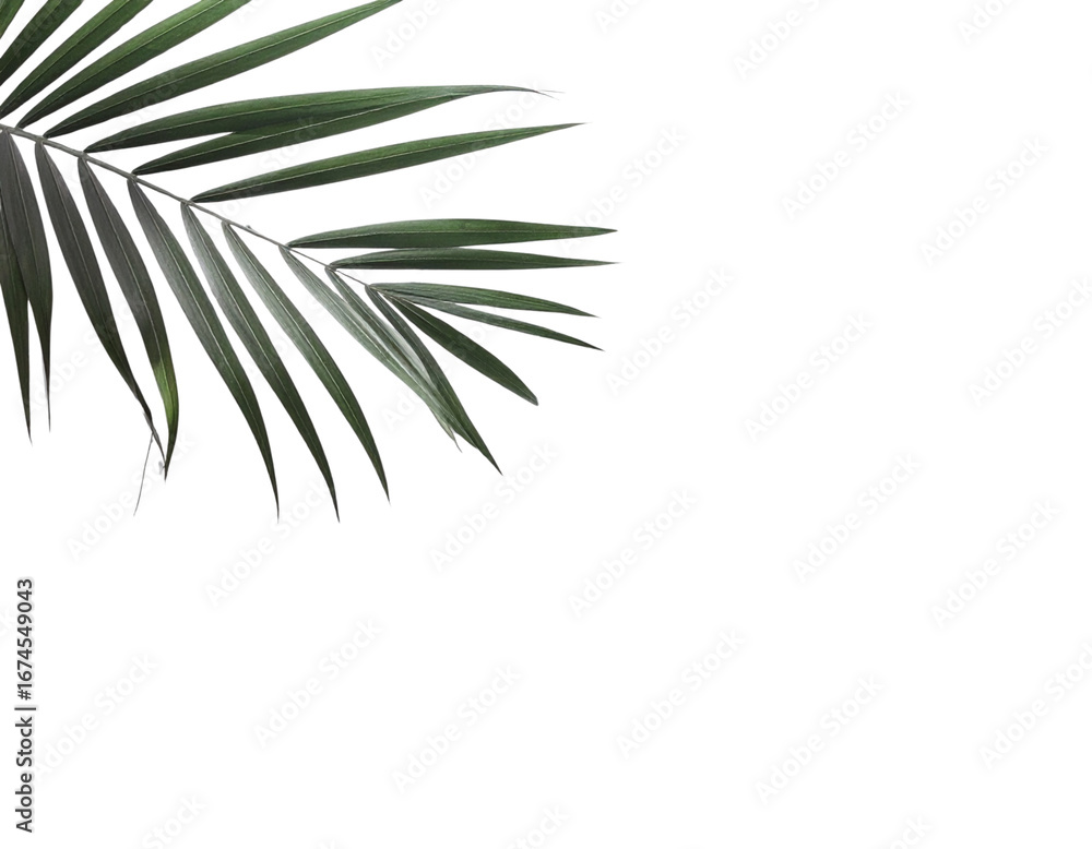 Overlapping Palm Leaf Shadows in Varying Opacity, White Minimalist Backdrop, isolated transparent background png Overlapping Palm Leaf Shadows in Varying Opacity, White Minimalist Backdrop, isolated transparent background png