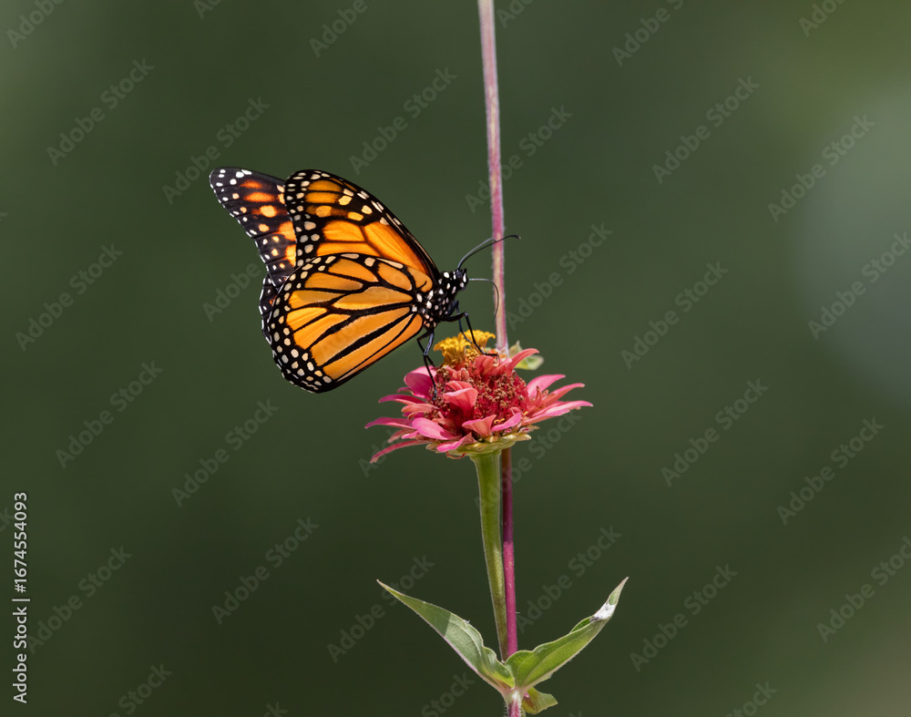 Fototapeta premium monarch butterfly on flower