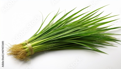 vetiver grass isolated on white background for design projects