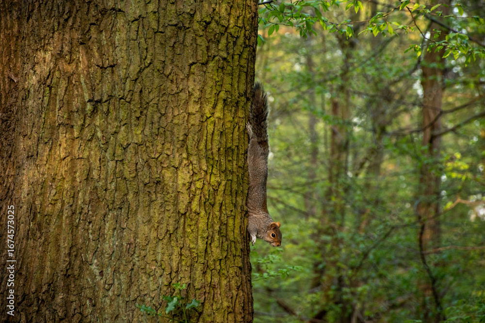 Obraz premium A curious squirrel climbing down a tree trunk in a lush green forest, showcasing wildlife and nature's beauty, perfect for environmental themes.