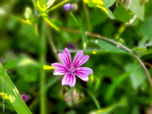 Malva Sylvestris Flower Blooming in a Lush Green Garden During the Warm Spring Season