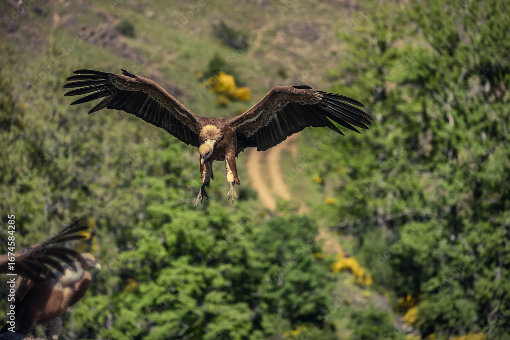 Fototapeta premium Griffon vulture, Gyps fulvus. Undoubtedly one of the most popular birds in the Iberian Peninsula, due to its abundance, its appearance, and its importance in clearing the countryside of other animal c