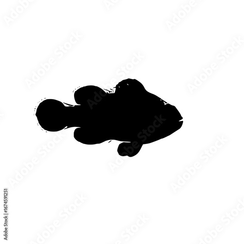 black and white fish