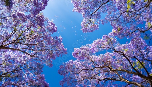gazing up through blossoming jacaranda trees petals gently falling against a soft blue sky
