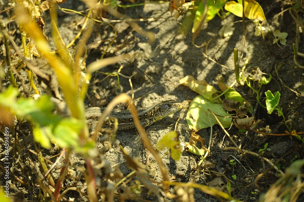 Fototapeta premium Sand lizard