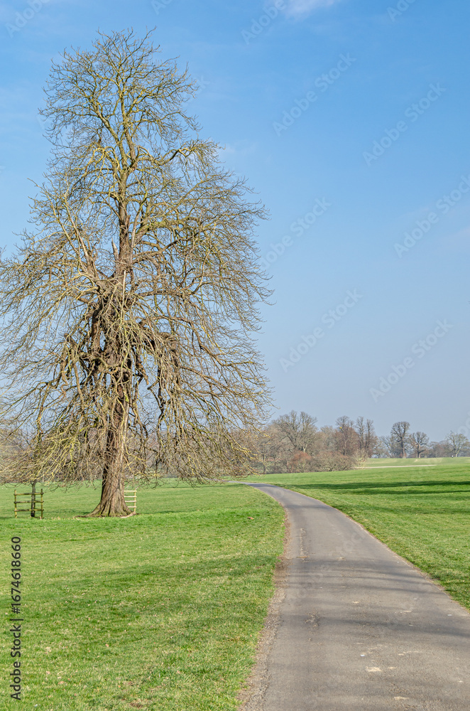 Fototapeta premium Pathway in a park in springtime