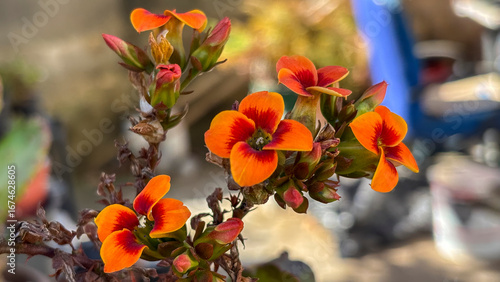 Close-up of vibrant Florist Kalanchoe flowers in shades of orange and red, with green leaves. The plant is in a pot, surrounded by other pots with succulents and stones.
