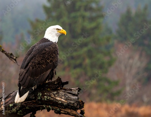 Bald eagle perched on a log, misty forest background