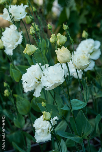 White lisianthus flowers blooming in an outdoor garden.