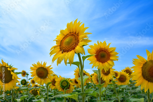 Blooming yellow sunflowers against blue sky in agricultural field