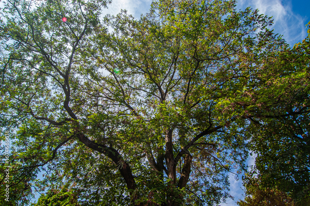 Obraz premium Baum vor blauem Himmel