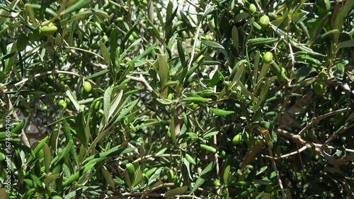 Wallpaper Mural The olive, botanical name Olea europaea, meaning European olive, is a species of small tree or shrub in the family Oleaceae, found traditionally in the Mediterranean Basin, Africa and western Asia. Torontodigital.ca