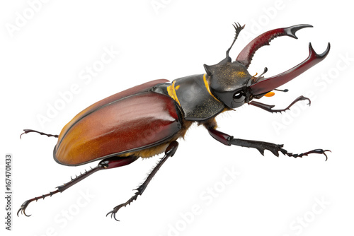 Majestic Stag Beetle with Impressive Mandibles Isolated on White, Revealing its Detailed Anatomy and Unique Coloring