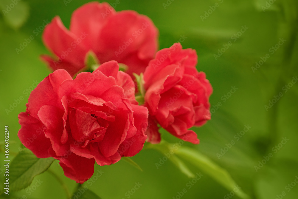 Obraz premium Three red rose flowers on a green blurred background.
